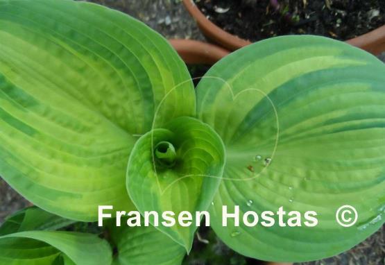 Hosta Papa