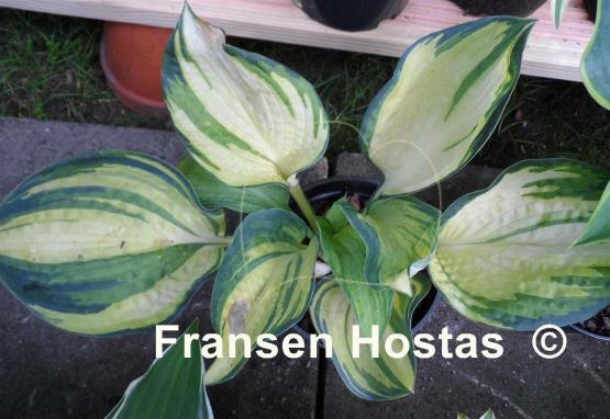 Hosta Papa