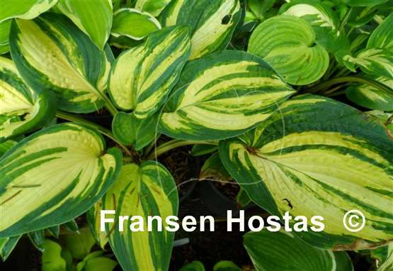 Hosta Papa