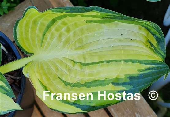 Hosta Papa