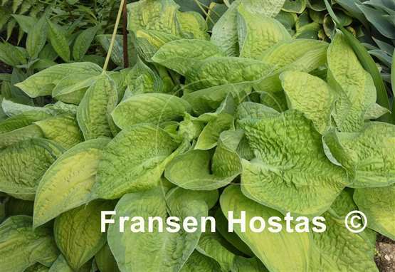 Hosta Paradigm