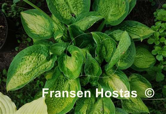 Hosta Paradigm