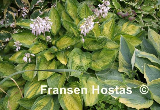 Hosta Paradigm