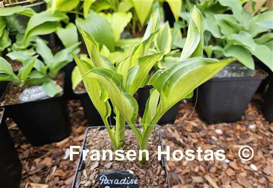 Hosta Paradise Beach
