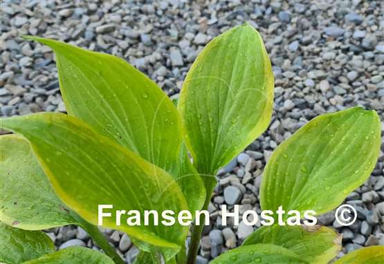 Hosta Paradise Beacon