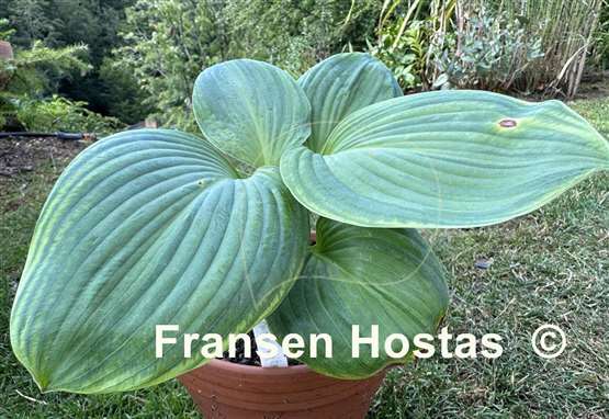 Hosta Paradise Big Wheel