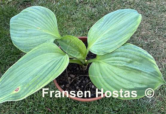 Hosta Paradise Big Wheel