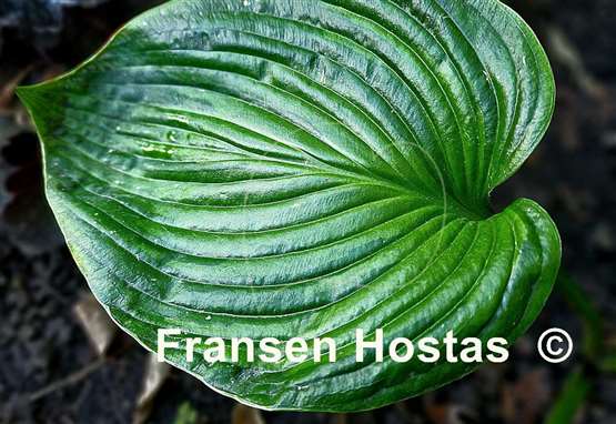 Hosta Paradise Big Wheel
