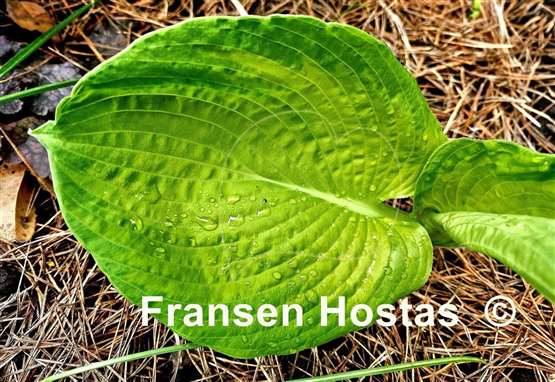 Hosta Paradise Big Wheel