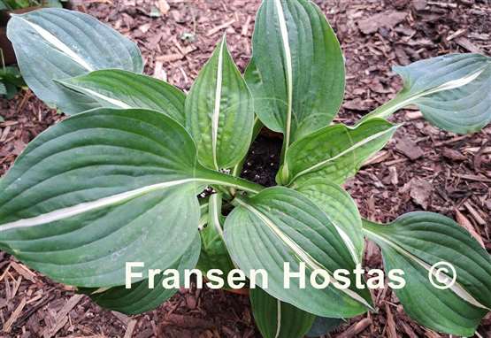 Hosta Paradise Bikini