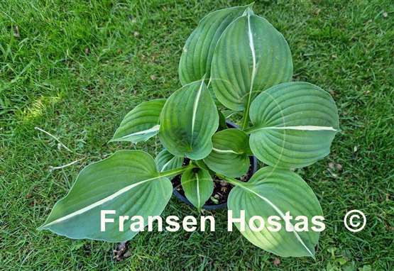 Hosta Paradise Bikini