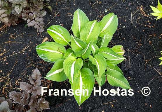 Hosta Paradise Bikini