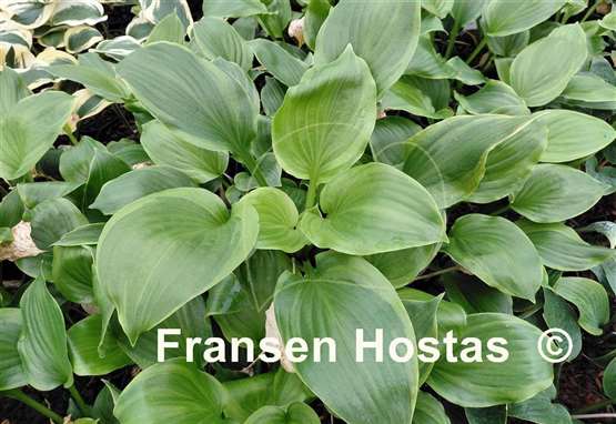 Hosta Paradise Crest