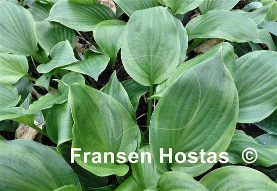 Hosta Paradise Crest