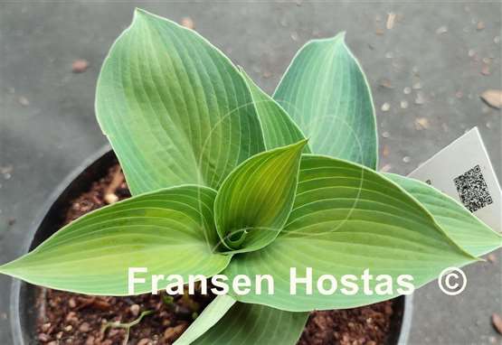 Hosta Paradise Flair