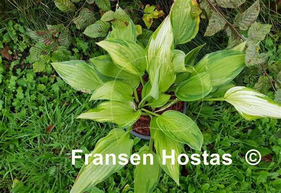 Hosta Paradise Fog