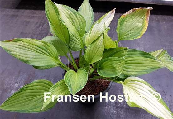 Hosta Paradise Fog
