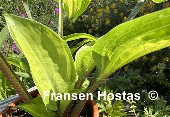 Hosta Paradise Geyser