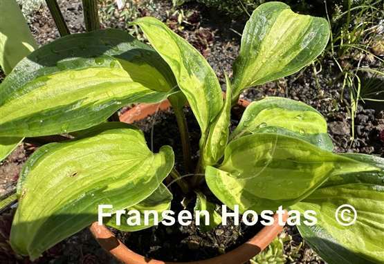 Hosta Paradise Geyser