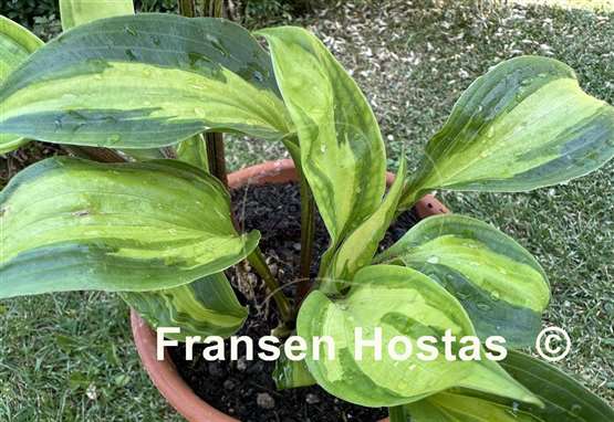 Hosta Paradise Geyser