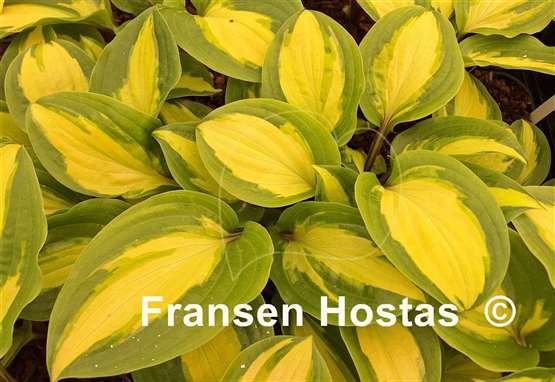 Hosta Paradise Geyser