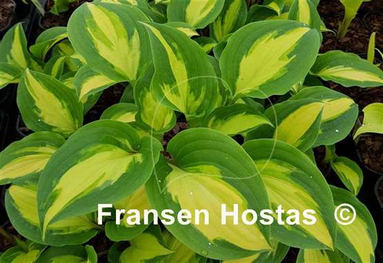Hosta Paradise Geyser