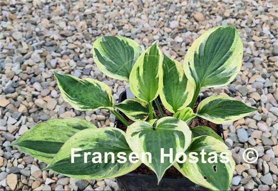 Hosta Paradise Glacier