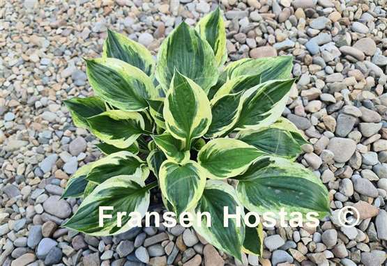 Hosta Paradise Glacier