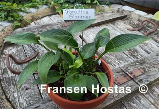 Hosta Paradise Glimmer