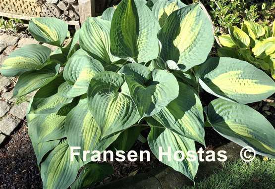 Hosta Paradise Glory