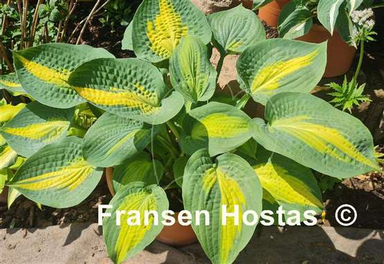 Hosta Paradise Glory