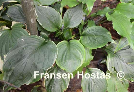 Hosta Paradise Gold Line