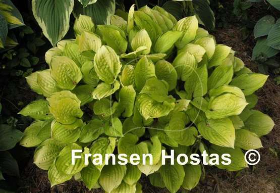 Hosta Paradise Island