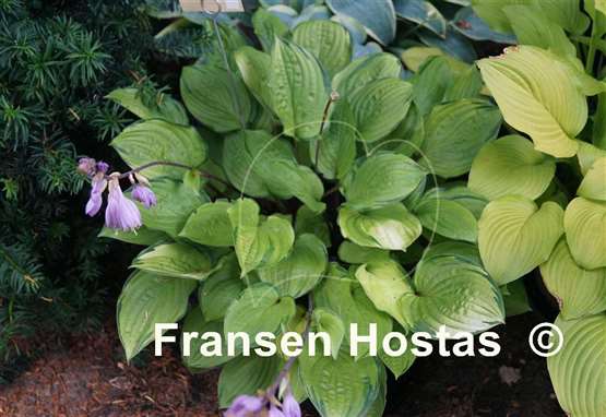 Hosta Paradise Island