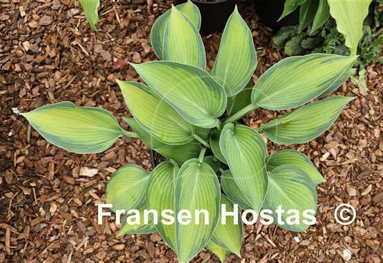 Hosta Paradise Joyce