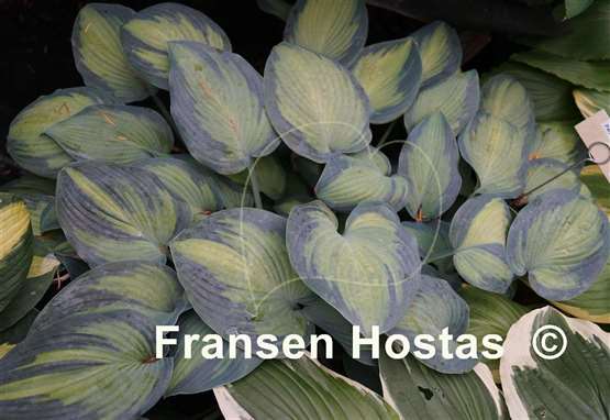 Hosta Paradise Joyce