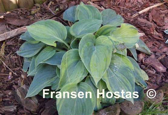 Hosta Paradise Lightning