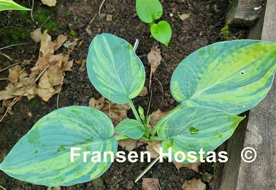 Hosta Paradise Lightning