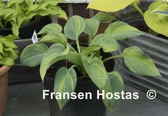 Hosta Paradise Lightning