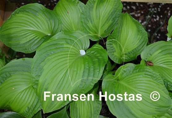 Hosta Paradise Maverick