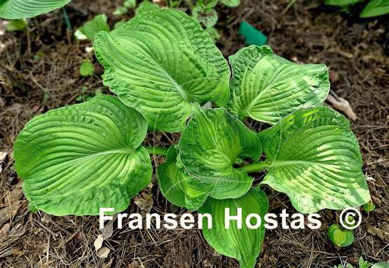 Hosta Paradise Maverick