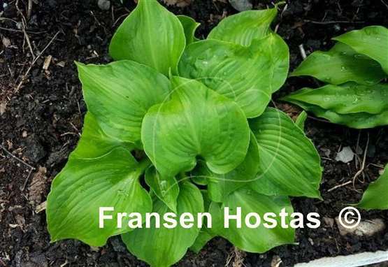 Hosta Paradise Maverick