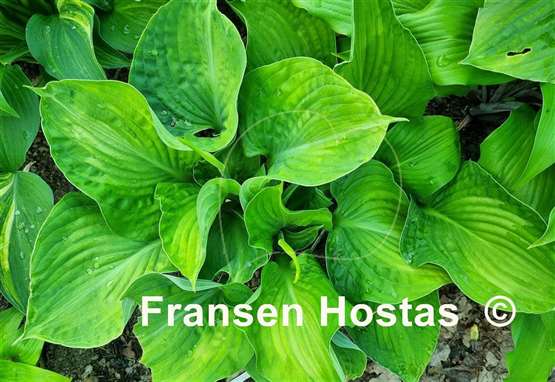 Hosta Paradise Maverick