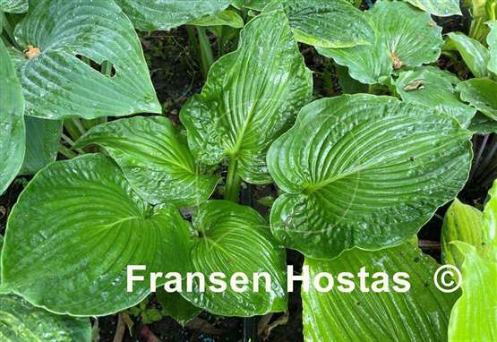 Hosta Paradise Maverick