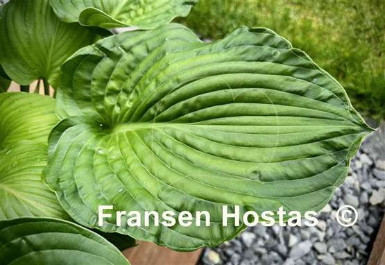 Hosta Paradise Maverick