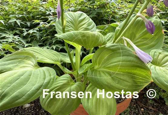 Hosta Paradise Nippers