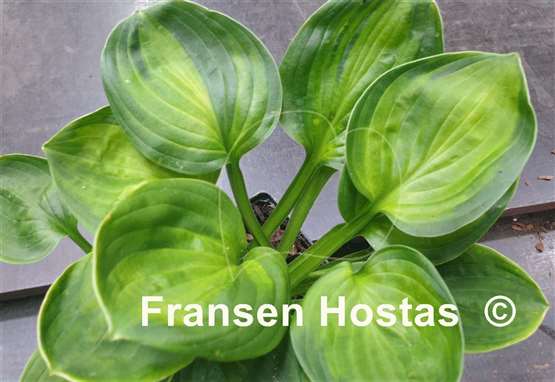 Hosta Paradise Nippers
