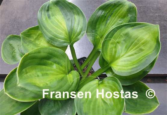 Hosta Paradise Nippers