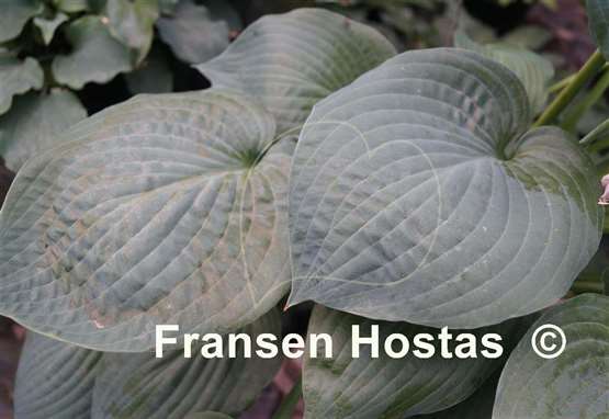 Hosta Paradise Ocean