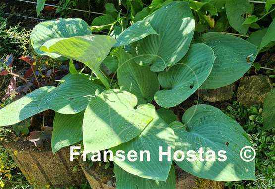 Hosta Paradise Ocean